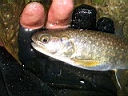 2006-05-10 008.JPG